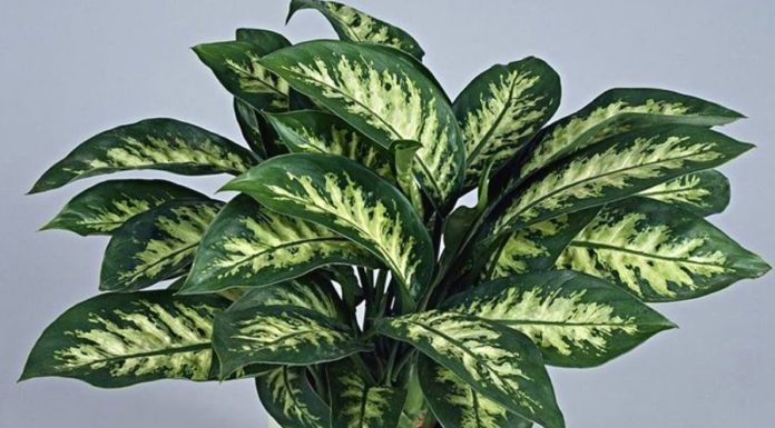 “Should You Welcome the V?n Niên Thanh Tree Indoors?”