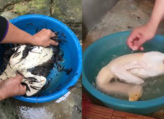 Soaking duck in this liquid makes plucking easier, faster, and cleaner