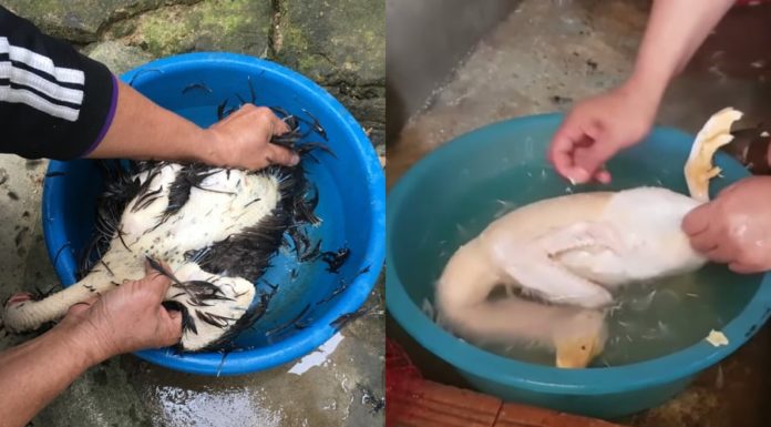 Soaking duck in this liquid makes plucking easier, faster, and cleaner