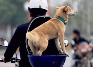 Why You Should Never Own a Dog for More Than 10 Years: The Heartbreaking Reason