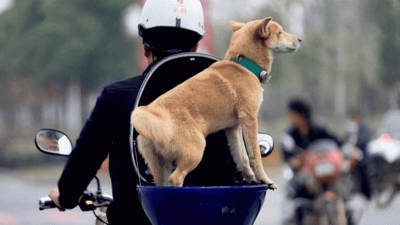 Why You Should Never Own a Dog for More Than 10 Years: The Heartbreaking Reason