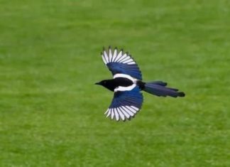 Raising These 3 Animals Will Make Your Family Wealthy, Says Old Proverb