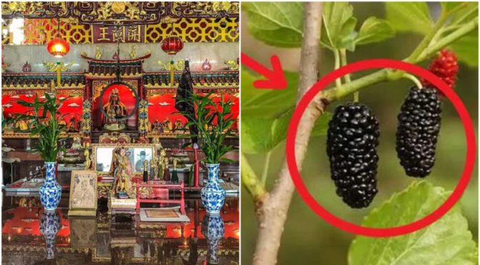Forbidden Plants and Objects in Chinese Folklore
