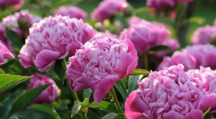 5 Gorgeous Flowers Suitable for Offerings To God of Wealth Altar for Maximum Fortune