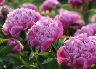 5 Types of Beautiful Flowers to Offer on the Altar of the God of Wealth for Abundant Fortune