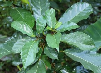 The Miraculous Benefits of Fig Leaves: The Precious Medicinal Herb in Your Own Backyard