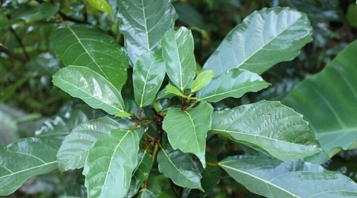 The Miraculous Benefits of Fig Leaves: The Precious Medicinal Herb in Your Own Backyard