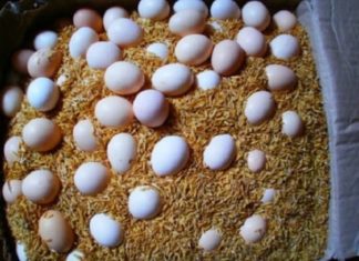 How to Keep Eggs Fresh for Months (Without Refrigeration)