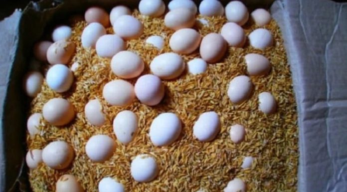 How to Keep Eggs Fresh for Months (Without Refrigeration)