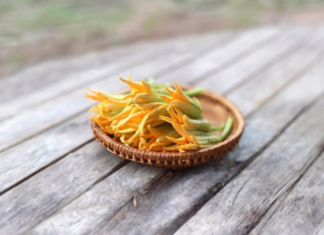Zucchini Flowers Done This Way and the Whole Family Will Praise You