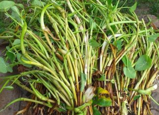 Mastering Sour Soup with the ‘Poor Man’s’ Vegetable, Now a Delicacy Worth $25/lb
