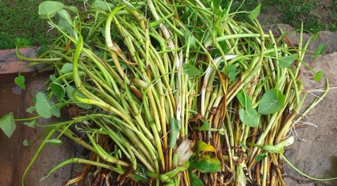 Mastering Sour Soup with the ‘Poor Man’s’ Vegetable, Now a Delicacy Worth $25/lb