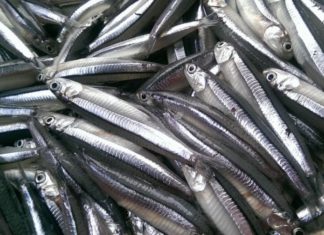 7 Wild Fish You Should Buy When You See Them at the Market