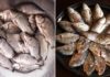 3 Types of Fish You Should Eat This Summer That Are Delicious, Nutritious, and Rich in Vitamin D and Omega-3s