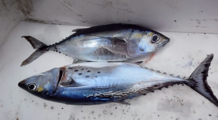 Top 5 Fish Highest in Mercury: Avoid Buying Them, Stay Healthy