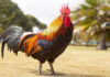Ritual Rooster: An Essential Guide to Proper Consecration and Abundance