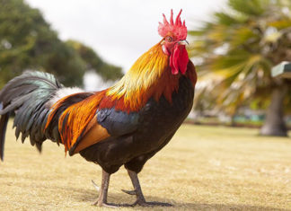 Ritual Rooster: An Essential Guide to Proper Consecration and Abundance