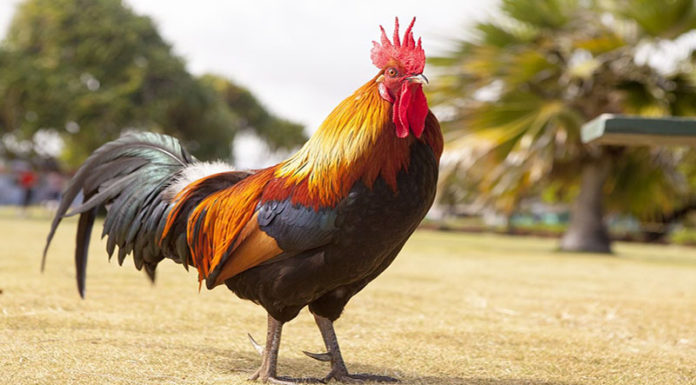Ritual Rooster: An Essential Guide to Proper Consecration and Abundance