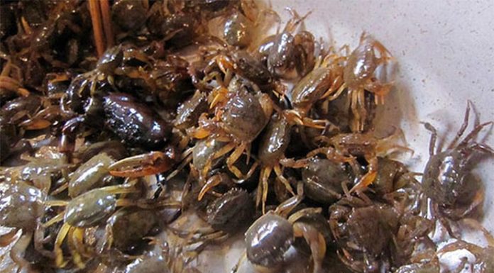 Crabstick Hotpot: Replicate The Restaurant Flavor At Home