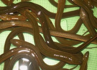 Succulent delicacy overwhelms countryside market, priced at $6.60/lb, stewed with bananas for an epicurean delight