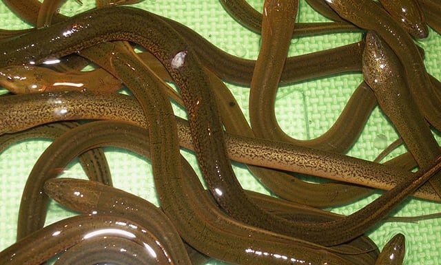 Succulent delicacy overwhelms countryside market, priced at $6.60/lb, stewed with bananas for an epicurean delight