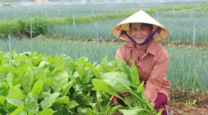 The cheapest vegetable in the market, as precious as ginseng, the nemesis of K, it’s a waste not to eat it