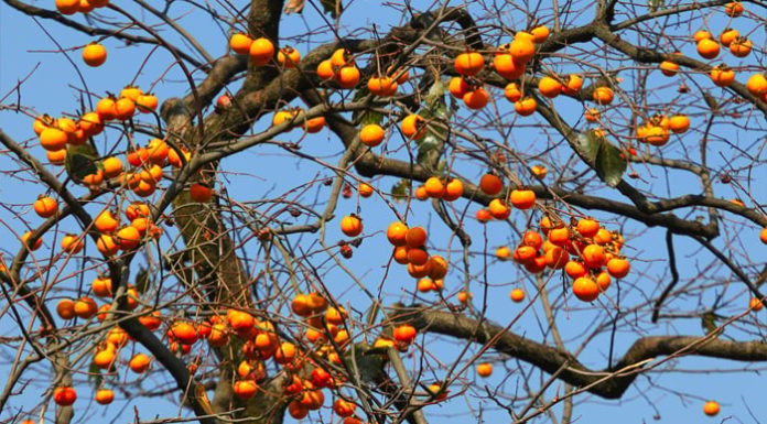 Three Chinese Money Plant Types You Should Never Cut Down, No Matter How Poor You Are: The More You Grow, the More Your Wealth Is Protected and You Will Be Rich for 3 Generations