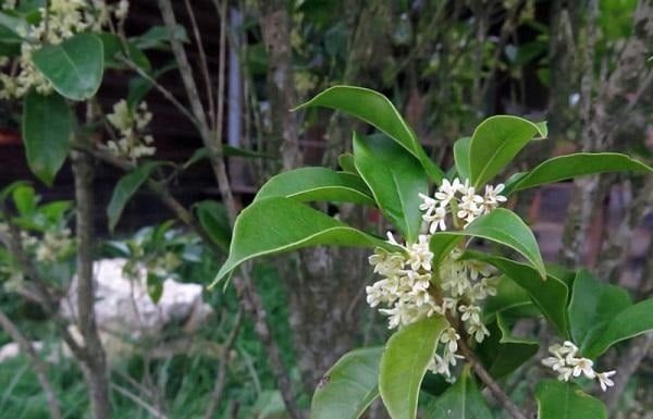 Plants Compatible with All Five Elements: Attracting Wealth and Fortune to Any Household