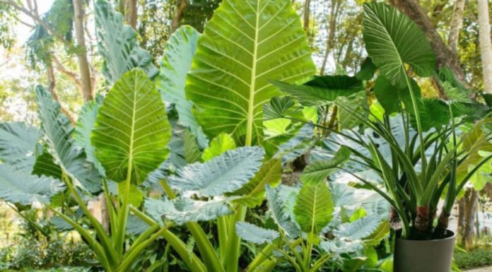 Lucky Plant To Attract Wealth That Is Easy to Grow and Trending in Modern Feng Shui Homes