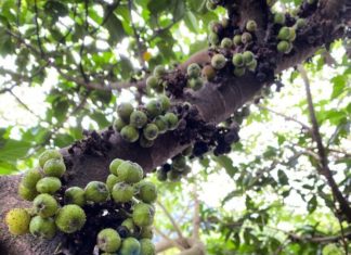 Which Sung Tree and Bonsai Plant Attracts the Best Fortune? Remember This One Major Taboo to Avoid Financial Ruin