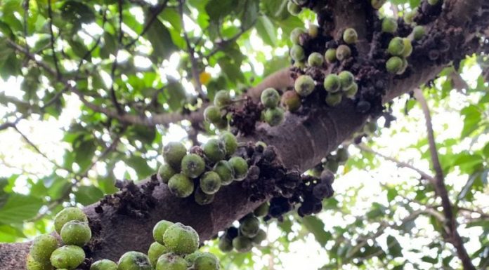 Which Sung Tree and Bonsai Plant Attracts the Best Fortune? Remember This One Major Taboo to Avoid Financial Ruin