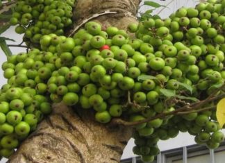 Fig is planted next to these 2 trees, the family is rich and feng shui is stable: What are those 2 trees?