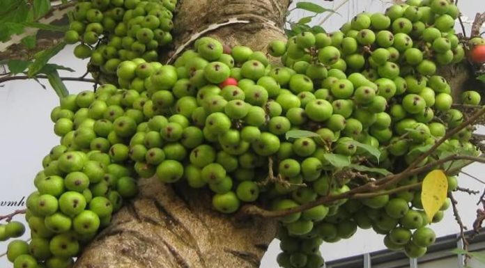 Fig is planted next to these 2 trees, the family is rich and feng shui is stable: What are those 2 trees?