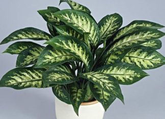 4 Houseplants That Cool Your Home on a Hot Day