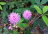 The Humble Mimosa Pudica: Unveiling Its Medicinal Marvels