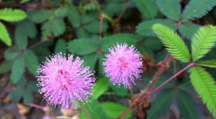 The Humble Mimosa Pudica: Unveiling Its Medicinal Marvels