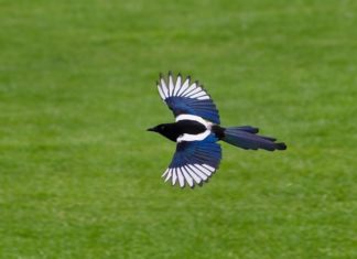 Reveal the Five Blessings for Family Prosperity