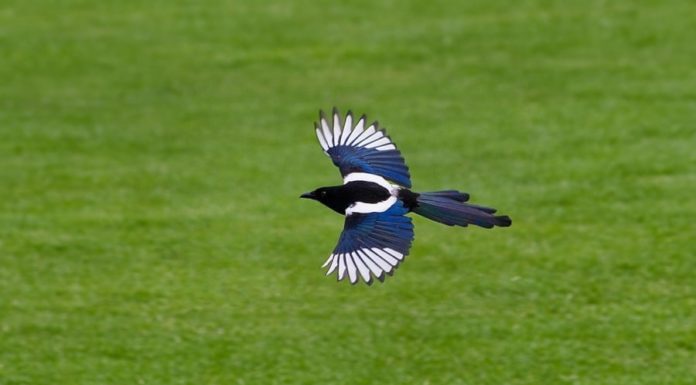 Reveal the Five Blessings for Family Prosperity