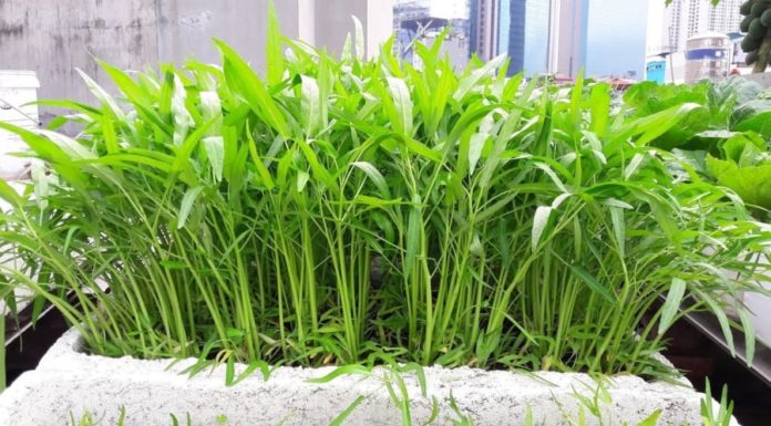 Blanch Water Spinach, Don’t Remove It Immediately, Pour in One Thing Available in the Kitchen: The Vegetables Will Be Green, Crispy, and Sweet