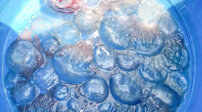 What is Hue’s water spinach (Con Nuoc Hue)? What is the flavor that captivates so many?