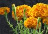 Marigolds: Beautiful Flowers with a Name that Brings Good Luck, But Careful Where You Plant Them