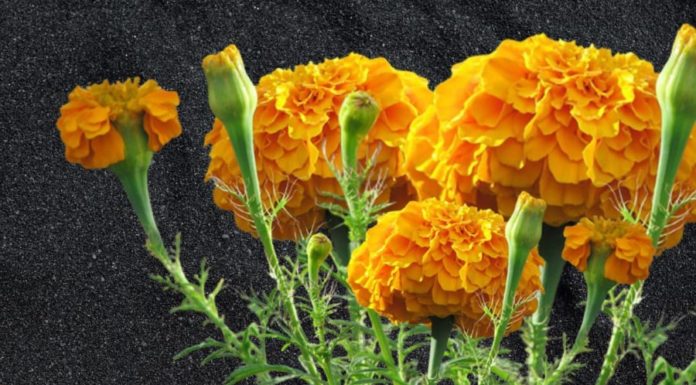 Marigolds: Beautiful Flowers with a Name that Brings Good Luck, But Careful Where You Plant Them