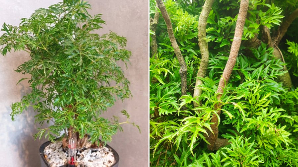 The One Tree to Keep Your Wealth Safe: Plant it in This Special Spot to Attract Money Like a River