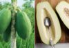 What are the benefits of eating unripe papaya?
