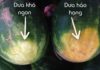 How to Identify a Ripe Watermelon Without Thumping: 5 Visual Cues