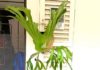 The 3 Houseplants That the Wealthy Adore, the Bigger Their Leaves, the More Fortune They Attract into the Home, Everyone Loves Them