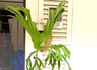 The 3 Houseplants That the Wealthy Adore, the Bigger Their Leaves, the More Fortune They Attract into the Home, Everyone Loves Them