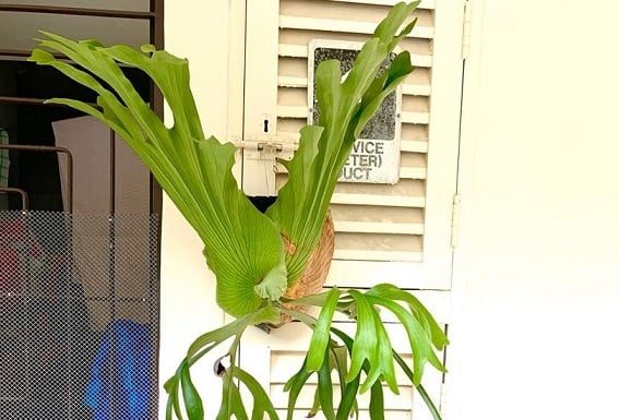 The 3 Houseplants That the Wealthy Adore, the Bigger Their Leaves, the More Fortune They Attract into the Home, Everyone Loves Them