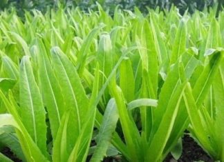 Inexpensive Veggies With More Calcium Than Milk, Good Raw or Cooked