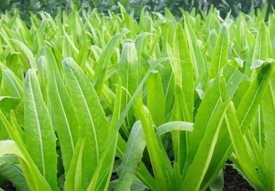 Inexpensive Veggies With More Calcium Than Milk, Good Raw or Cooked